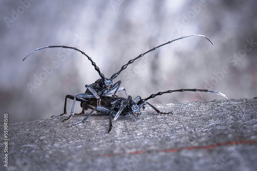 The capricorn beetle Cerambyx scopolii © Vlasto Opatovsky
