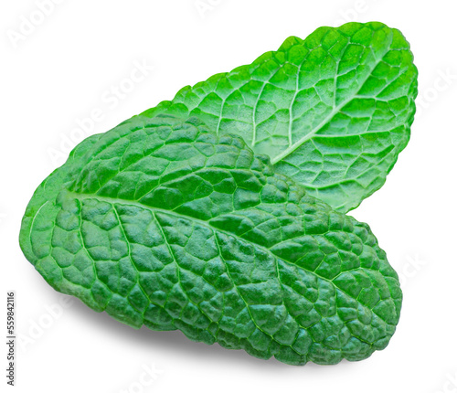 Fresh Minthol leaves isolated on the white background. Melissa, Peppermint leaf close up. Food  macro concept..