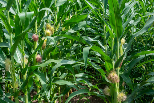 Slika na platnu Ears Of Corn Growing On The Cornstalks In August