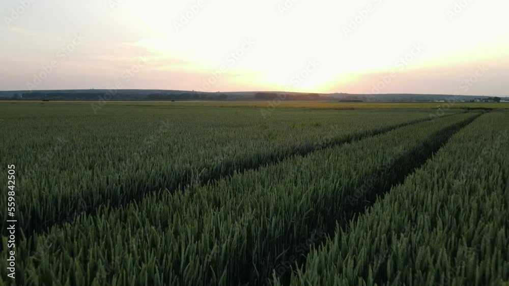 Mit der Drohne über das Feld am Abend Mit der Drohne über das Feld am Abend