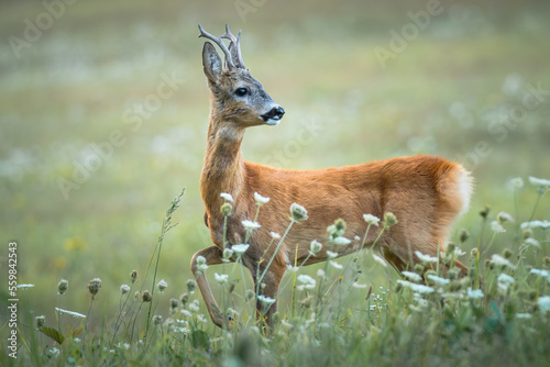 Roe deer buck( Capreolus capreolus ) photo