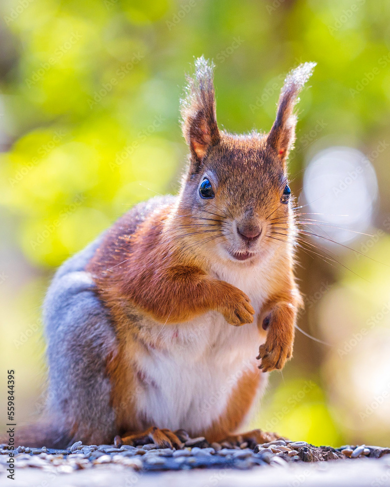 Fototapeta premium squirrel in the park