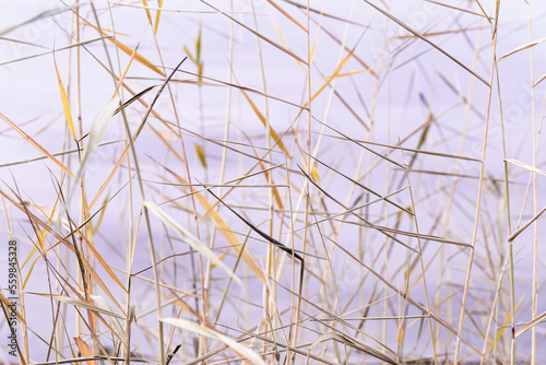 Minimal nature pattern  close up natural stems and leaves texture background  wild grass reeds as natural environment wallpaper  aesthetic nature plants  pastel colors  neutral tones landscape