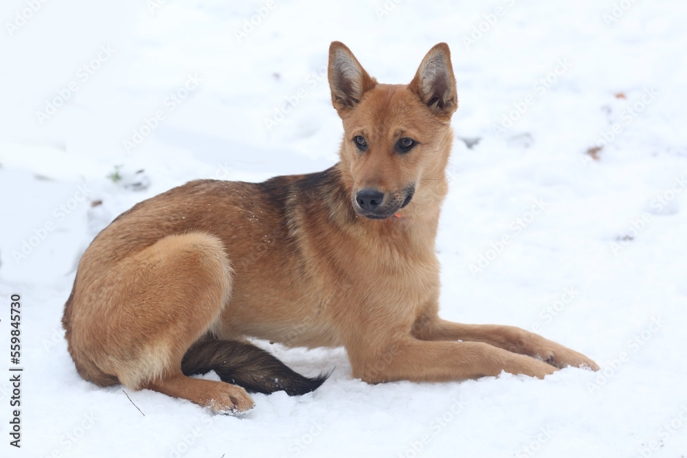 fawn dog full length photo on snowy white background