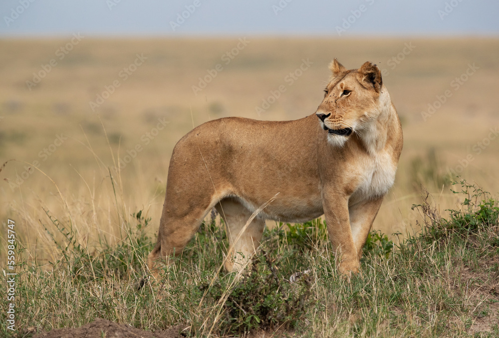 Portrait of a subadult Lioness at Masai Mara, Kenya Portrait of a subadult Lioness at Masai Mara, Kenya