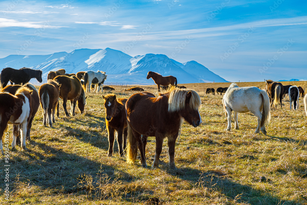 Obraz premium Autumn scenery with typical Icelandic horses in the north of Iceland