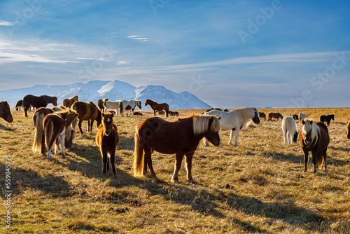 Autumn scenery with typical Icelandic horses in the north of Iceland © KajzrPhotography.com