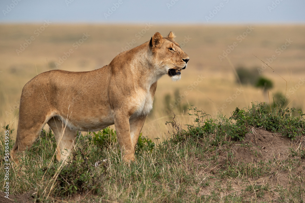 Portrait of a subadult Lioness at Masai Mara, Kenya Portrait of a subadult Lioness at Masai Mara, Kenya