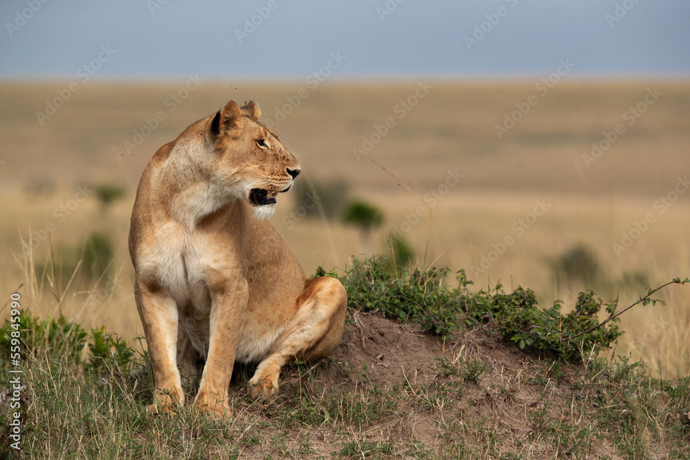A lioness observing the surrouding from the top of a mound, Masai Mara, Kenya A lioness observing the surrouding from the top of a mound, Masai Mara, Kenya