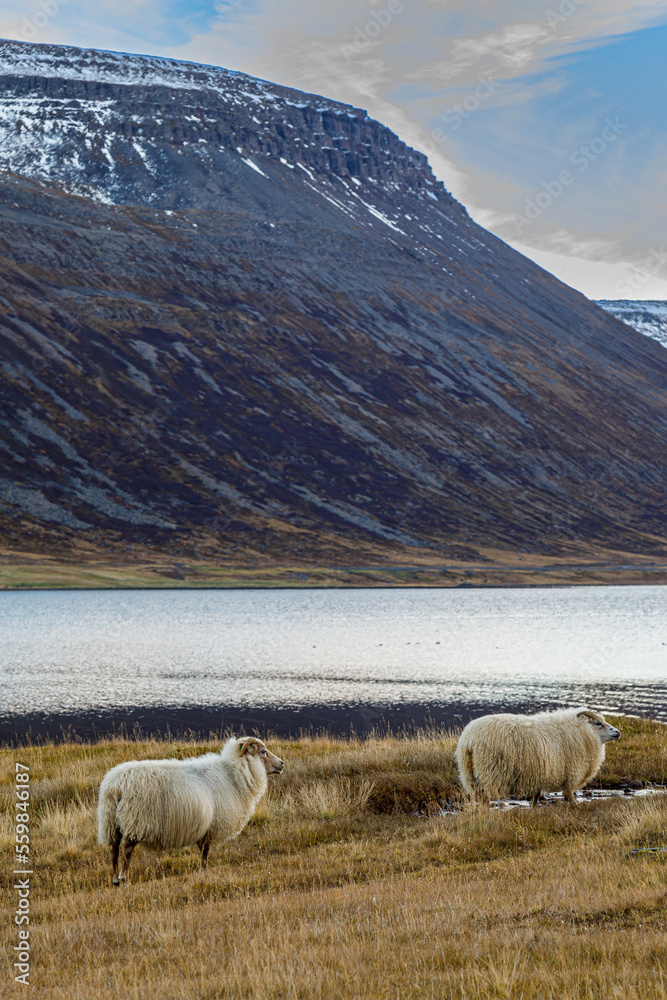 Obraz premium Evening grazing at the fjord Isafjardardjup in North Iceland