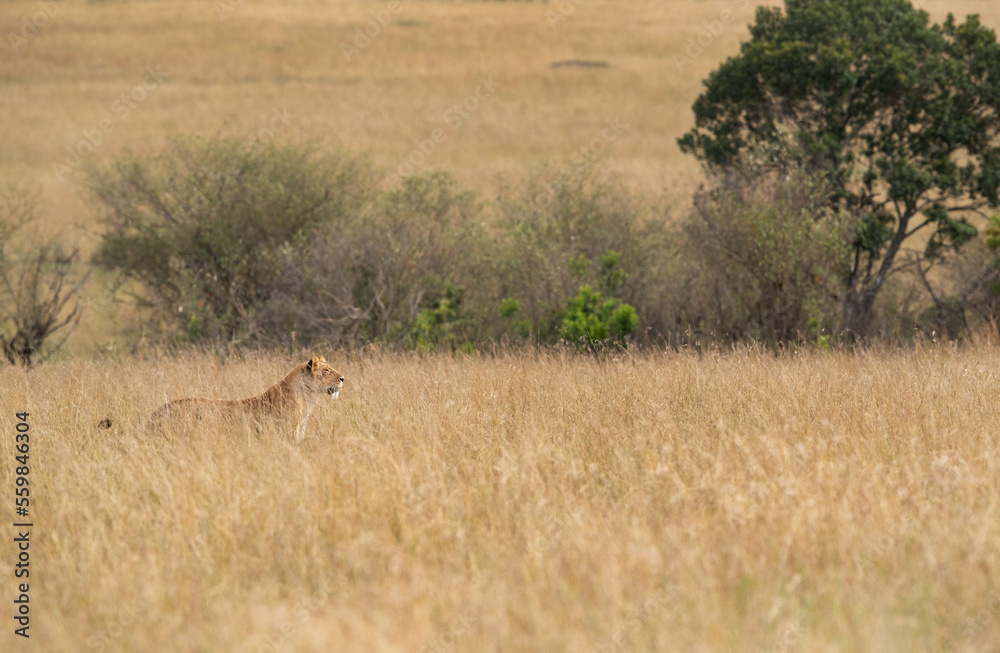 A lioness in the mid og savannah grasses at Masai Mara, Kenya
