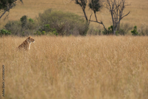 A lioness in the mid og savannah grasses at Masai Mara, Kenya