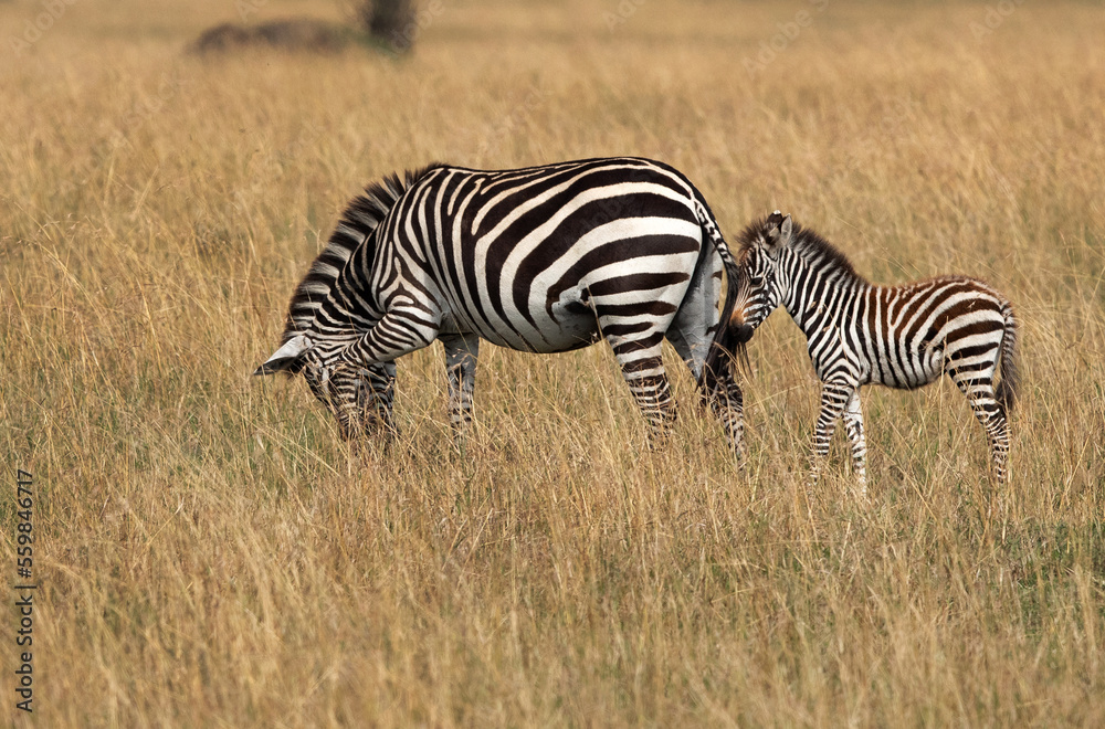 Zebra with foal at Savannah grassland, Masai Mara Zebra with foal at Savannah grassland, Masai Mara