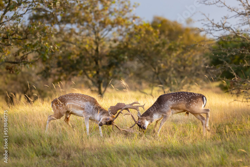 fallow deer during the rutting season