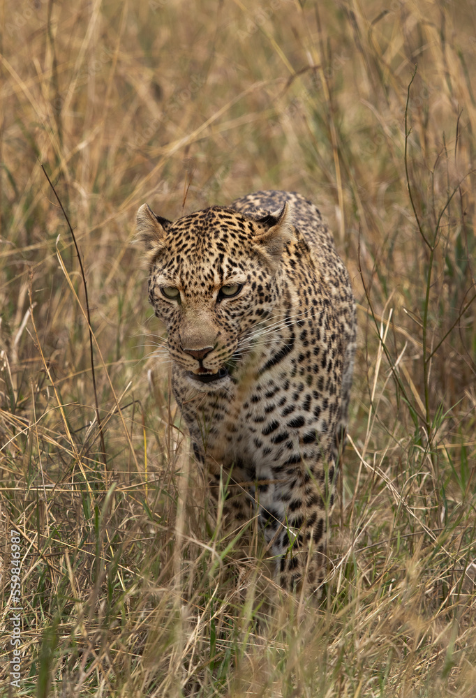 Fototapeta premium A head on shot of leopard at Masai Mara, Kenya