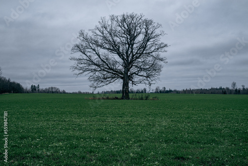 bare leafless oak tree in green agricultural field