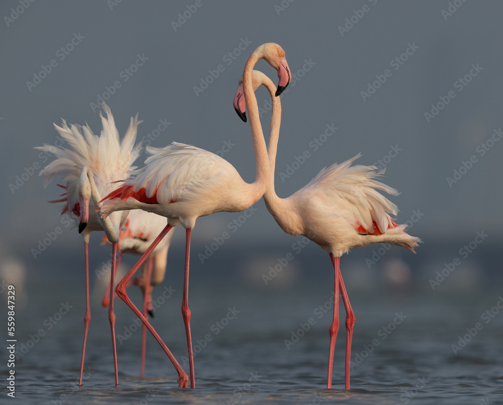 Greater Flamingos in the early morning hours at Eker creek, Bahrain