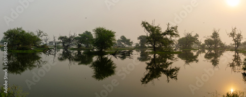 Panoramic view of  a lake of Keoladeo Ghana National Park  Bharatpur  India
