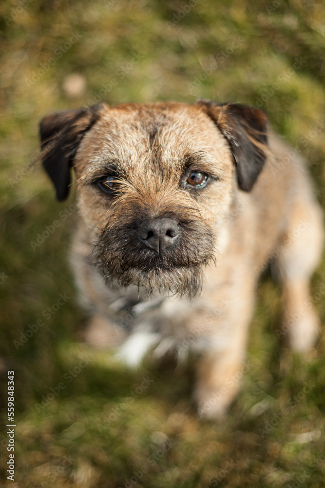 Pedigree Border Terrier looking up at its master or owner Pedigree Border Terrier looking up at its master or owner