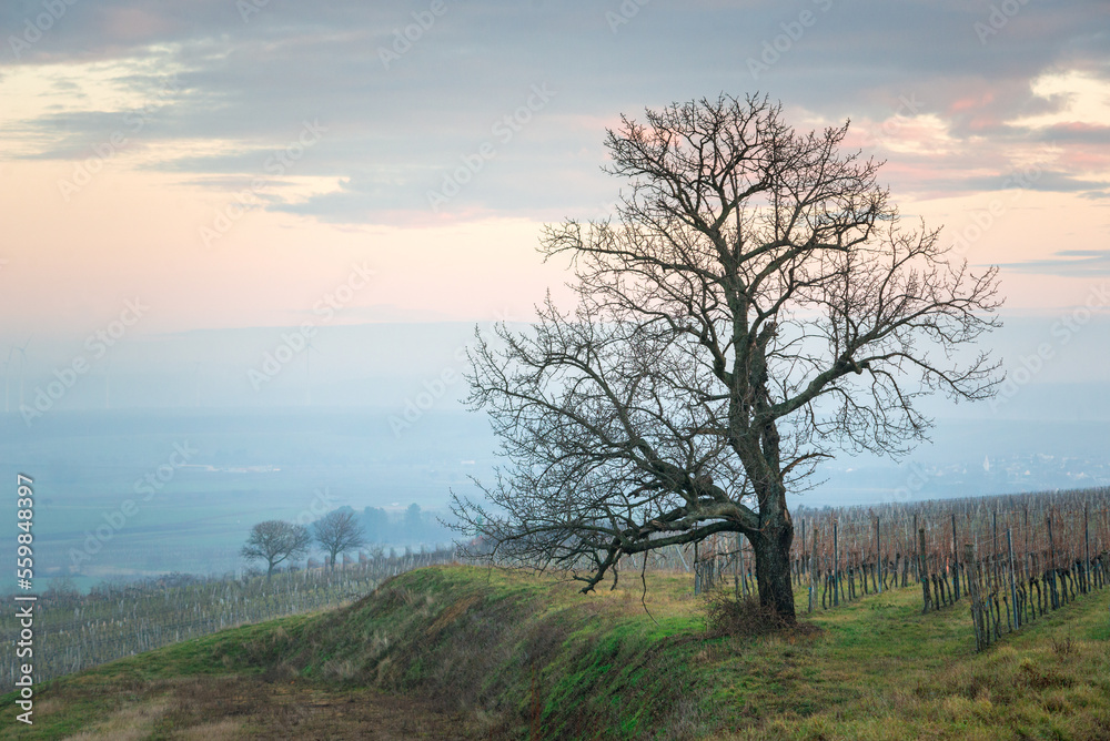 Bare Tree In Vineyard Against Cloudy Sky Bare Tree In Vineyard Against Cloudy Sky