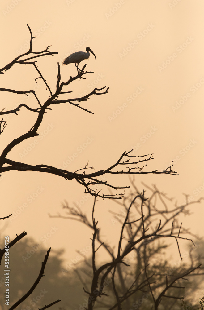 Black-headed Ibis perched on a tree in the morning at Keoladeo Ghana National Park, Bharatpur, India Black-headed Ibis perched on a tree in the morning at Keoladeo Ghana National Park, Bharatpur, India