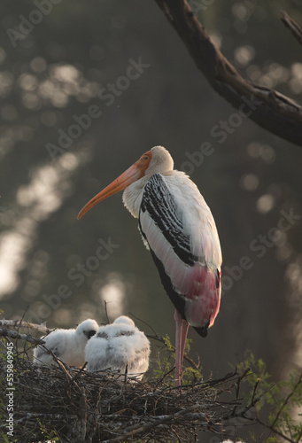 Painted stork with chicks at Keoladeo Ghana National Park, Bharatpur, India photo