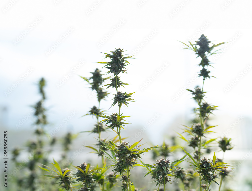 Fototapeta premium Outdoor marijuana field, hemp or cannabis plant flower leaves farm lab. Organic product in laboratory in technology medical, healthcare, research concept. Natural food. Ganja narcotic weed
