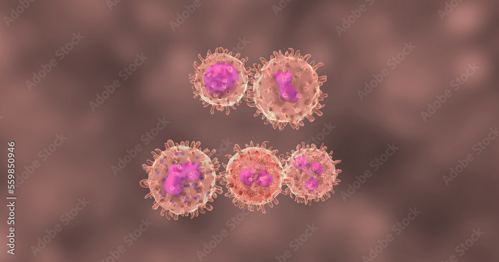 Stem cells in the bone marrow are responsible for producing white blood