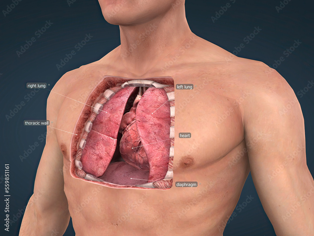 Heart Position Within the Thoracic Cavity. The heart is located in the