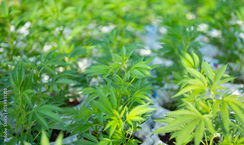 Outdoor marijuana field, hemp or cannabis plant flower leaves farm lab. Organic product in laboratory in technology medical, healthcare, research concept. Natural food. Ganja narcotic weed Outdoor marijuana field, hemp or cannabis plant flower leaves farm lab. Organic product in laboratory in technology medical, healthcare, research concept. Natural food. Ganja narcotic weed