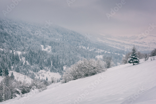 Amazing winter mountain landscape with snowy mountains, fir forest, white snow and overcast gray sky, panoramic view, natural outdoor travel background