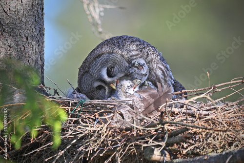Great grey owl family - female takes care of her chicks owlets