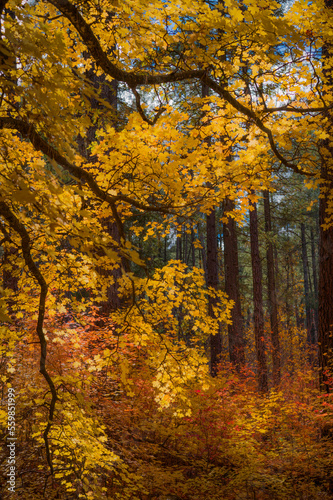 Obraz na płótnie Colors of Fall embrace the Sedona Arizona landscape w salonie