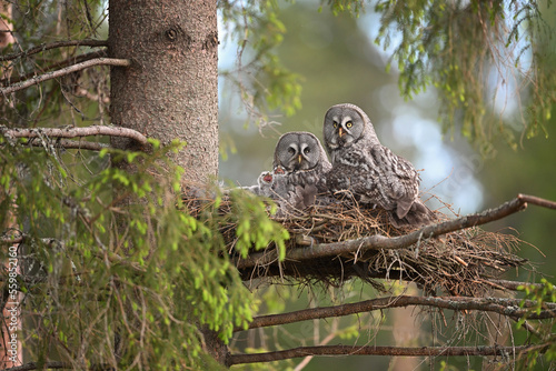 Great grey owl family - male, female and their two chicks owlets landscape