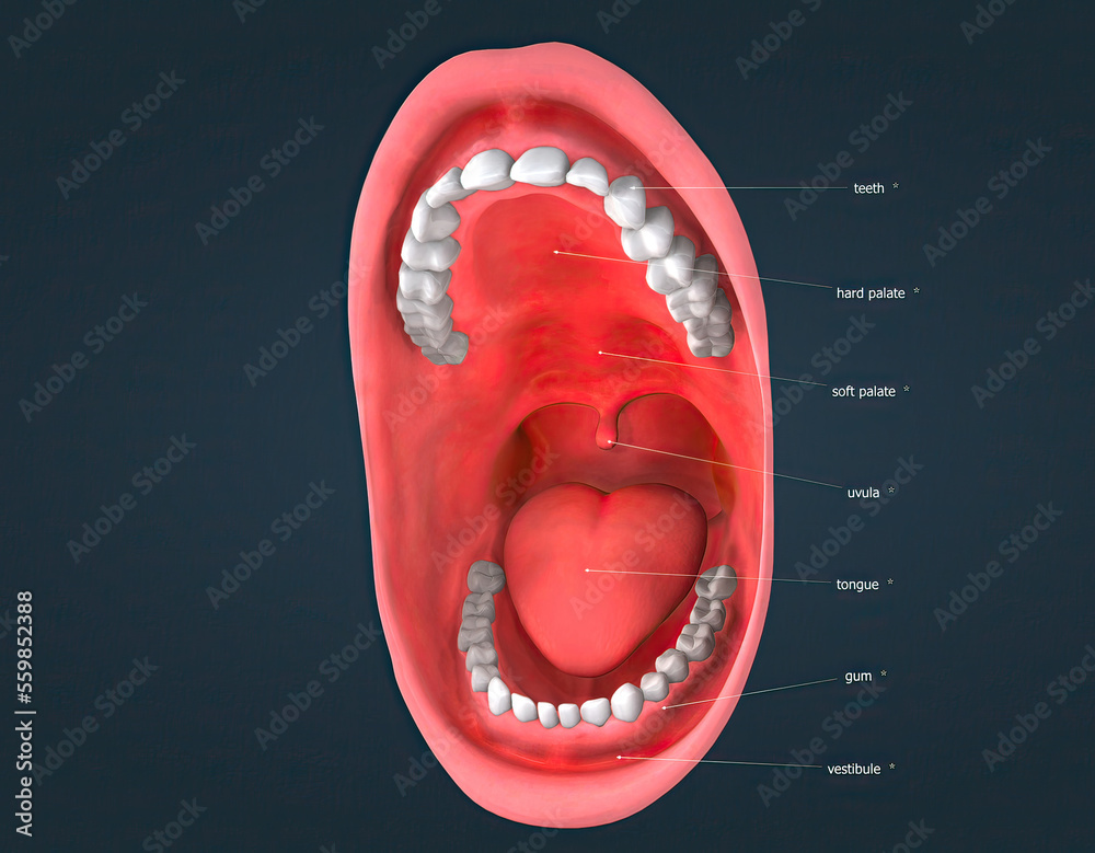 The mouth, also called the oral cavity or buccal cavity, is the hole