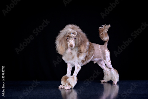 the poodle dog stands with its tail raised against a dark background and looks towards the lens