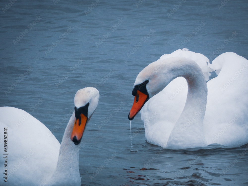 Obraz premium Swans on the water