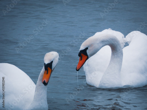 Swans on the water