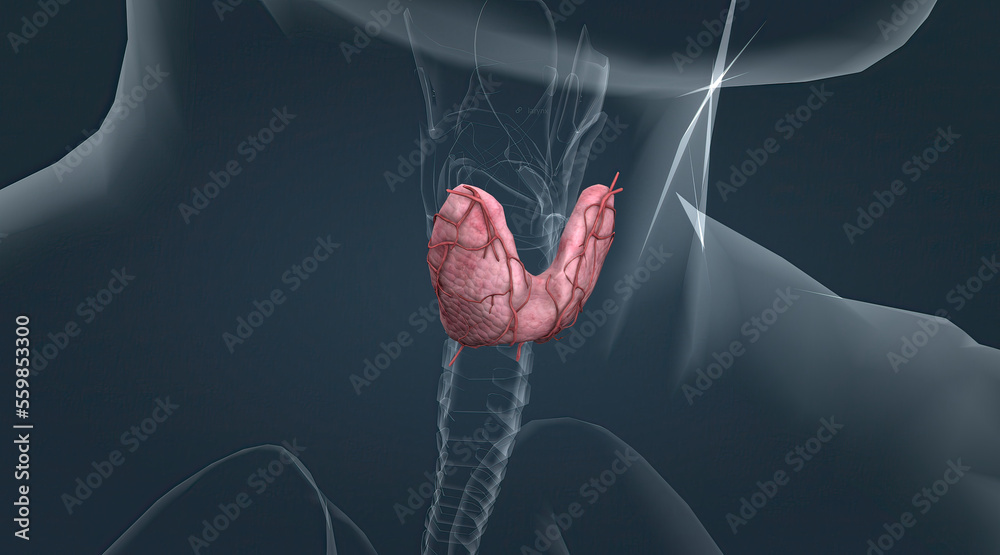 Thyroid gland, is an endocrine gland in vertebrates. In humans it is in