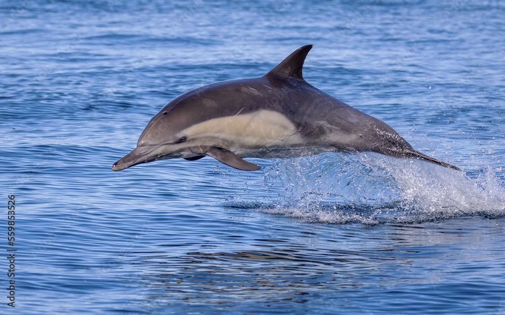 Obraz premium Common Dolphin