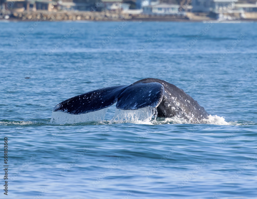 Fototapeta premium Gray Whale