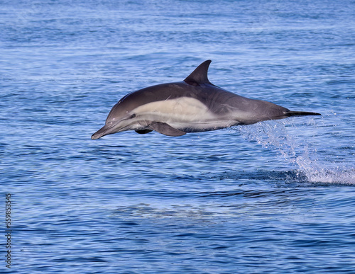 Dolphin Common