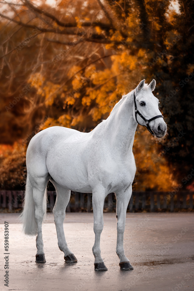 Fototapeta premium Beautiful gray horse on a black background