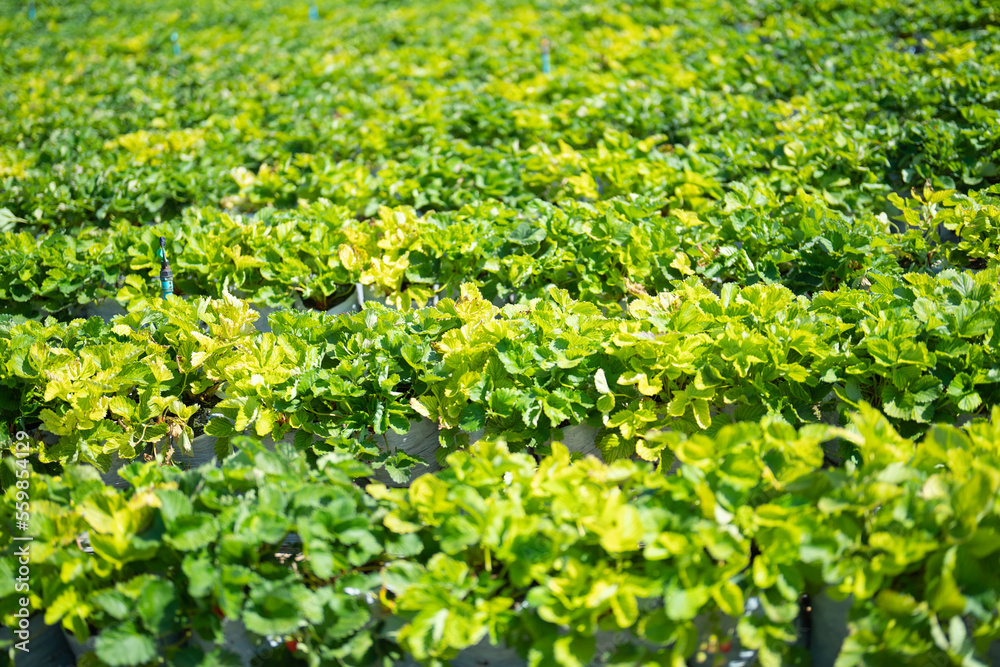 Green fresh tea or strawberry farm, agricultural plant fields in Asia. Rural area. Farm pattern texture. Nature landscape background. Chiang Mai, Thailand. Green fresh tea or strawberry farm, agricultural plant fields in Asia. Rural area. Farm pattern texture. Nature landscape background. Chiang Mai, Thailand.
