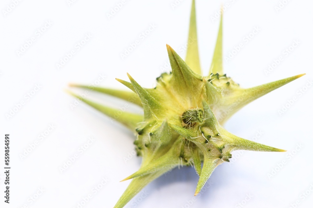 Close-up of a devil's thorn, specifically the one South African's refer to as a dubbeltjie. Close-up of a devil's thorn, specifically the one South African's refer to as a dubbeltjie.