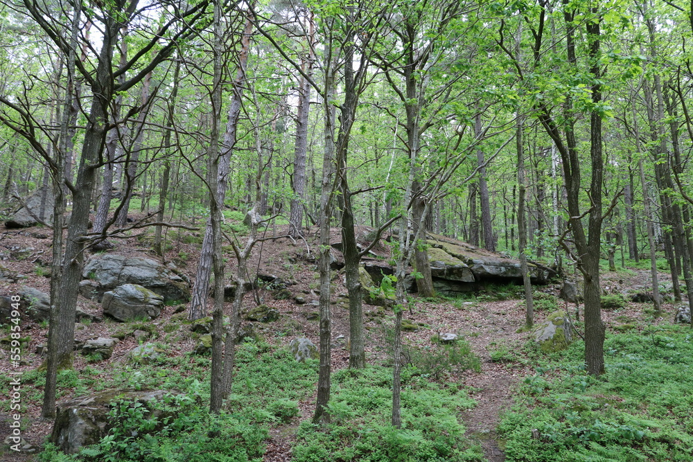 Forrest of Delsjöområdets naturreservat in spring, Gothenburg Sweden Forrest of Delsjöområdets naturreservat in spring, Gothenburg Sweden