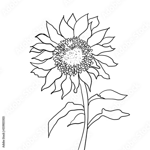 Sunflower doodle white background 