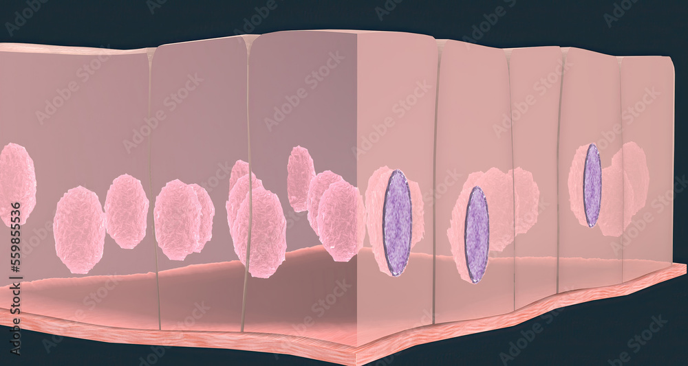In humans, simple columnar epithelium lines most organs of the