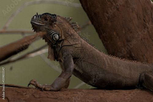 Green Iguana closeup shot. Also known as American Iguana.