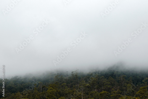 Jungle covered by clouds on the mountains in Asia